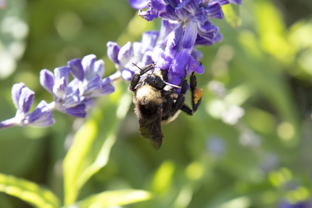Pollinator Garden