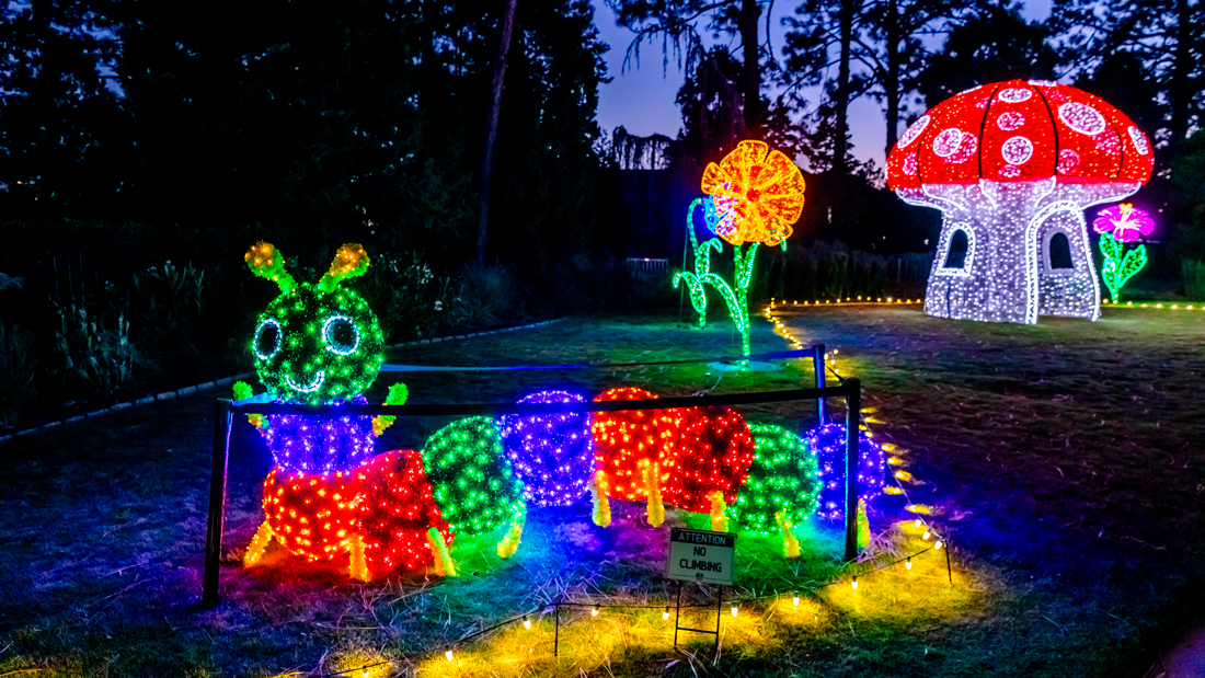 Colorful illuminated caterpillar, flowers and giant red-and-white mushroom create a whimsical garden scene at the Sandhills Garden of Lights.