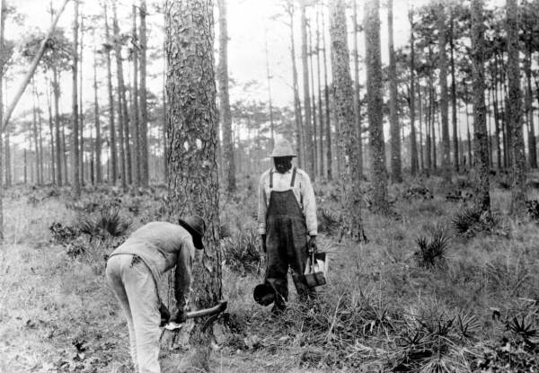 Two workers in a pine forest cut a resin box at the base of a pine tree to collect sap.