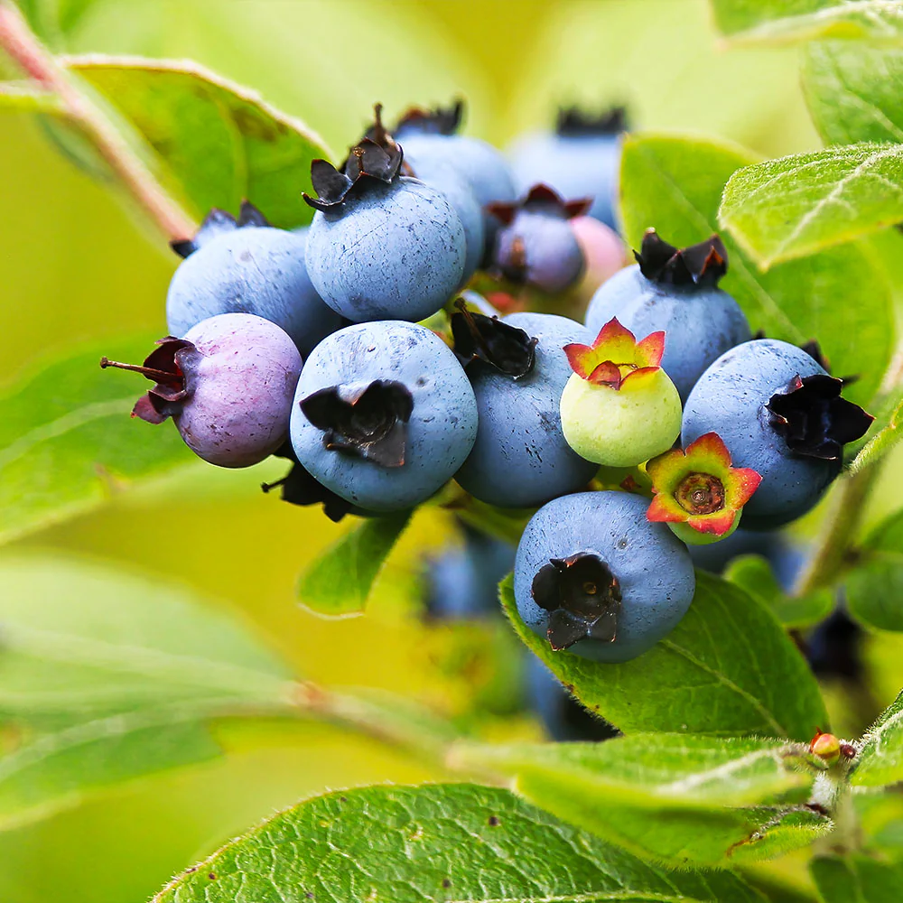 Cluster of ripe blueberries growing on a branch with green leaves.