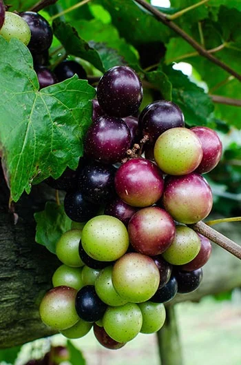 Cluster of red, purple, and green grapes growing on a vine among large green leaves.