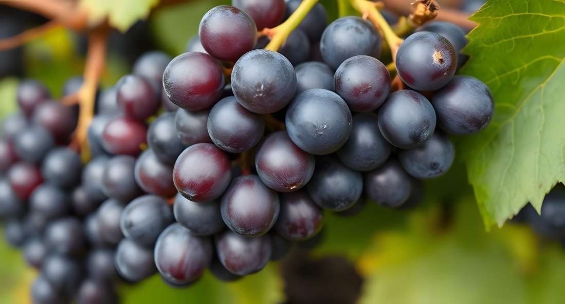 Dark Grapes Ripening on the Vine