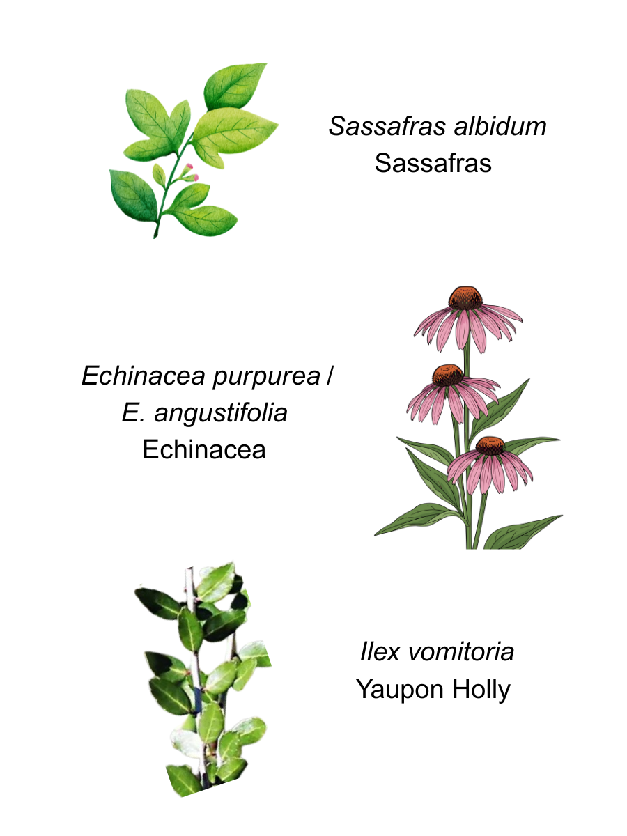 Illustration of sassafras, echinacea, and yaupon holly labeled with scientific and common names.