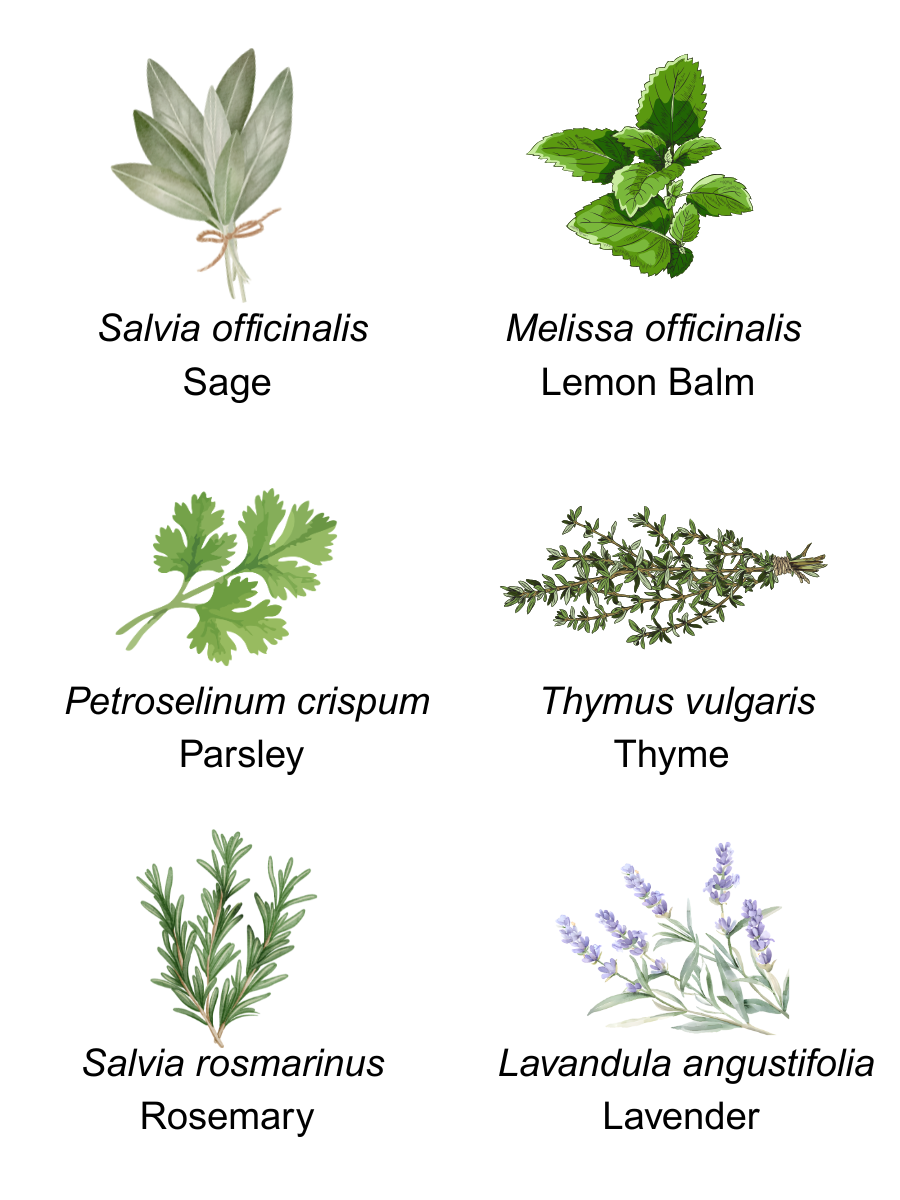 Illustration of six herbs labeled with scientific and common names: sage, lemon balm, parsley, thyme, rosemary, and lavender.