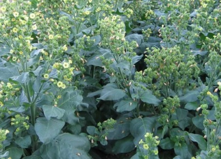 Wyandot tobacco plants growing in a dense field with small pale yellow flowers.