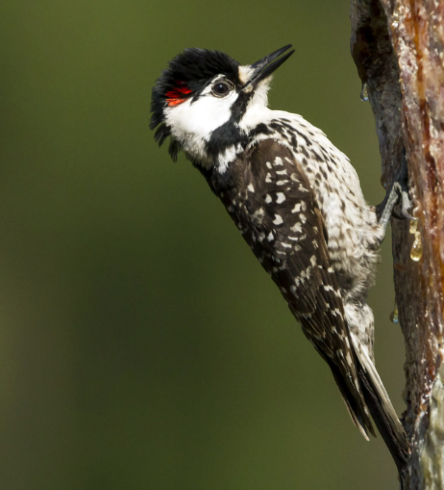 Red-cockaded woodpecker clinging to a pine tree trunk with visible sap flow.
