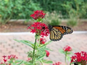 annual garden