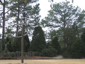 conifer garden