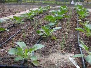 Vegtable garden
