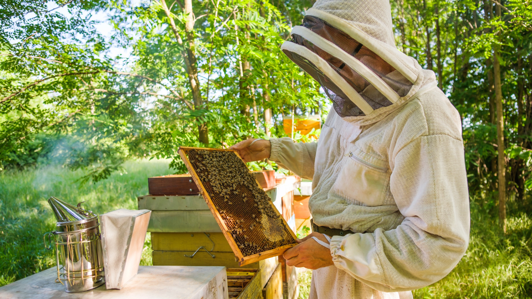 Pictured is a beekeeper