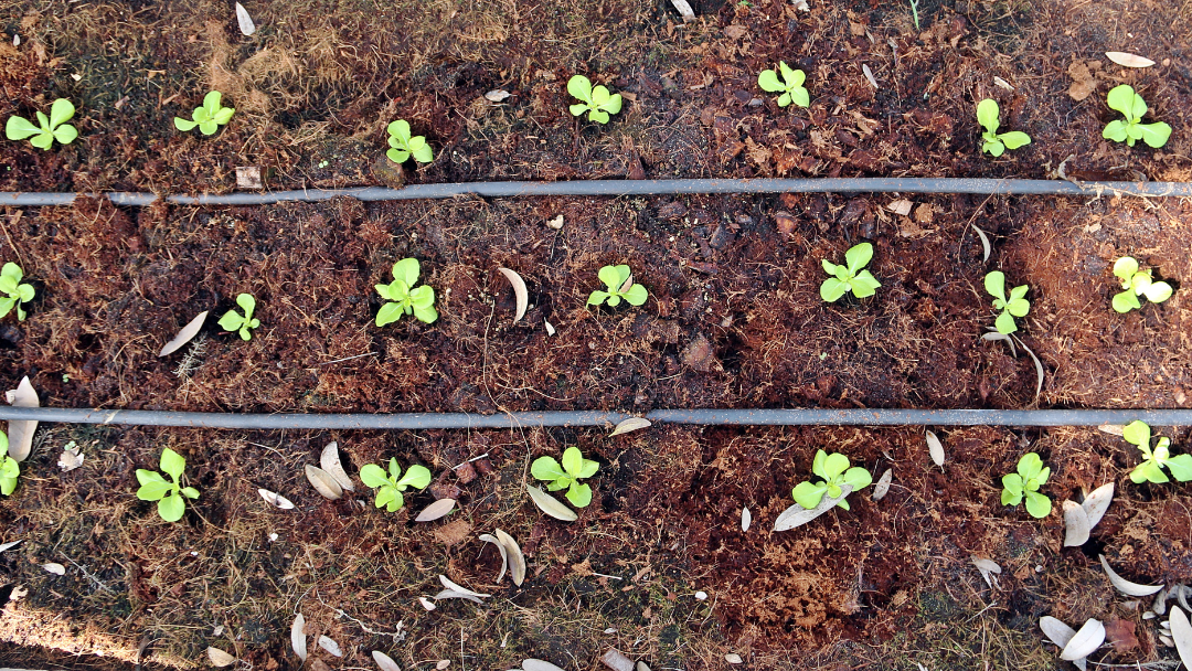 Pictured is a vegetable garden. 